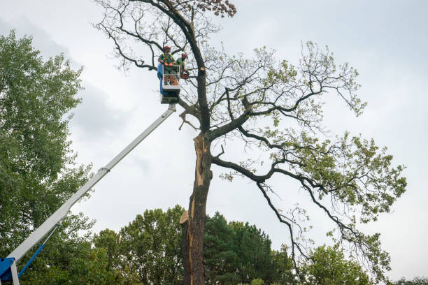 Reliable Cottage City, MD Tree Services Solutions