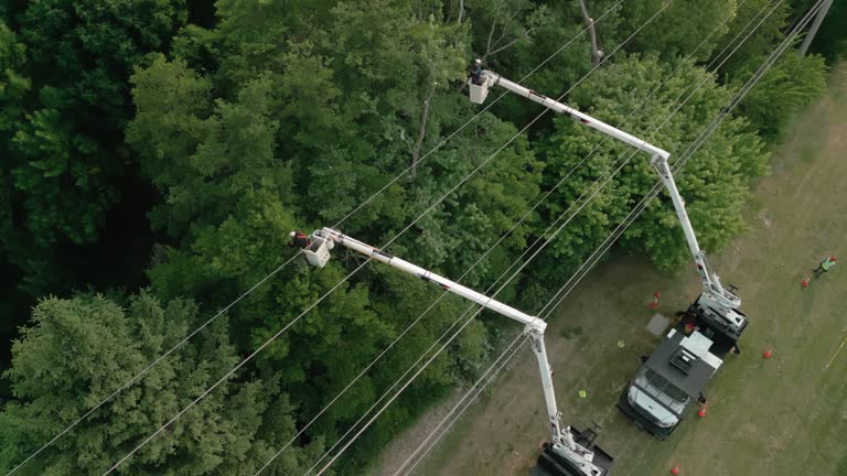 Best Emergency Tree Removal  in Cottage City, MD