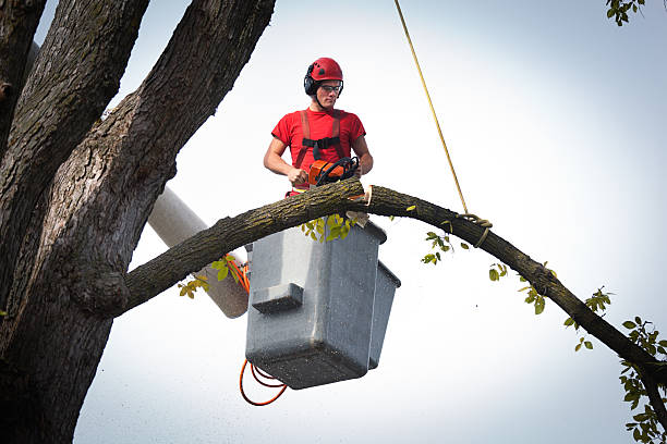 How Our Tree Care Process Works  in  Cottage City, MD