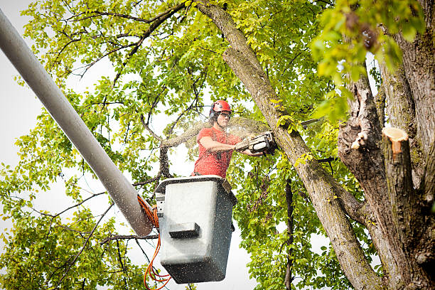 Best Arborist Consultation Services  in Cottage City, MD